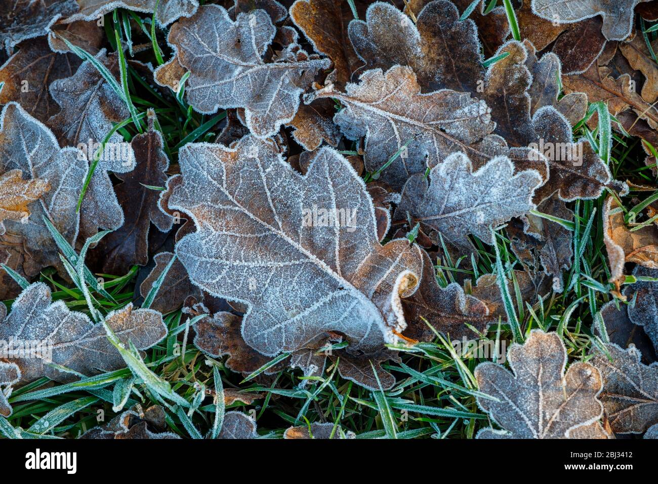 Les feuilles tombées enrobées de gel. Banque D'Images