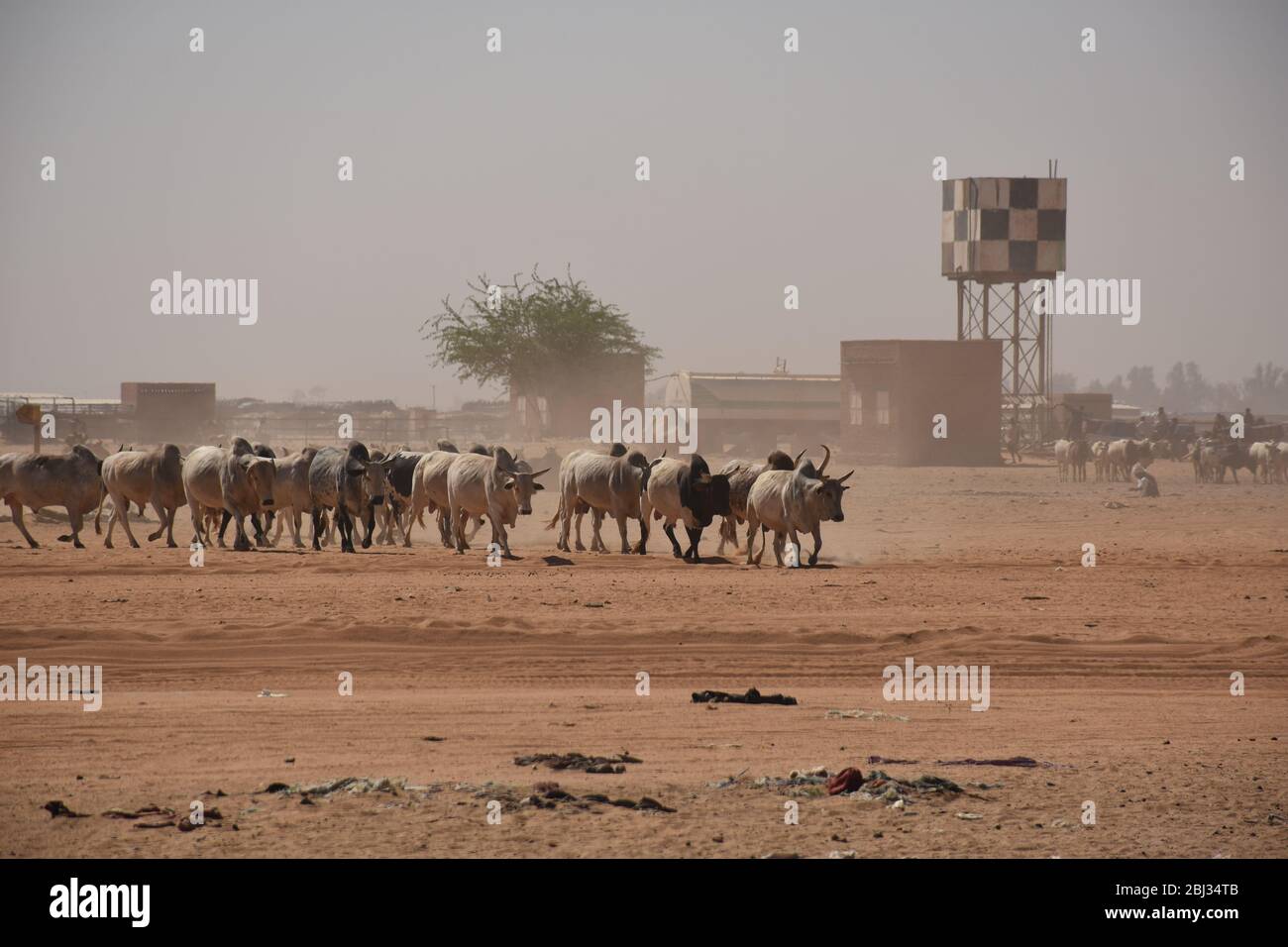 Vaches sur le marché au Soudan. Banque D'Images