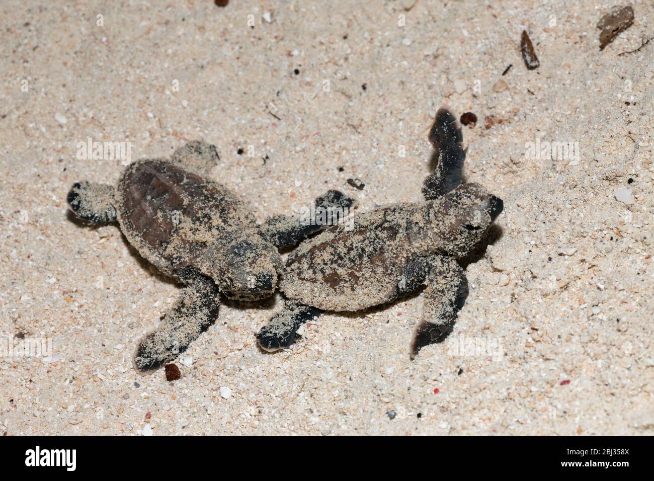 Écloseries de tortues de mer de Hawksbill, Eretmochelys imbricata, Nouvelle-Irlande, Papouasie-Nouvelle-Guinée Banque D'Images