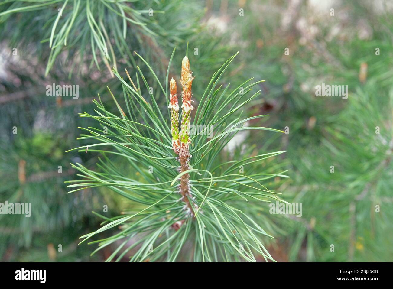 Branche de sapin frais vert avec cônes dans la forêt sur fond flou. Plante médicinale avec source de vitamines, minéraux et antioxydants. Pinus sylvestri Banque D'Images