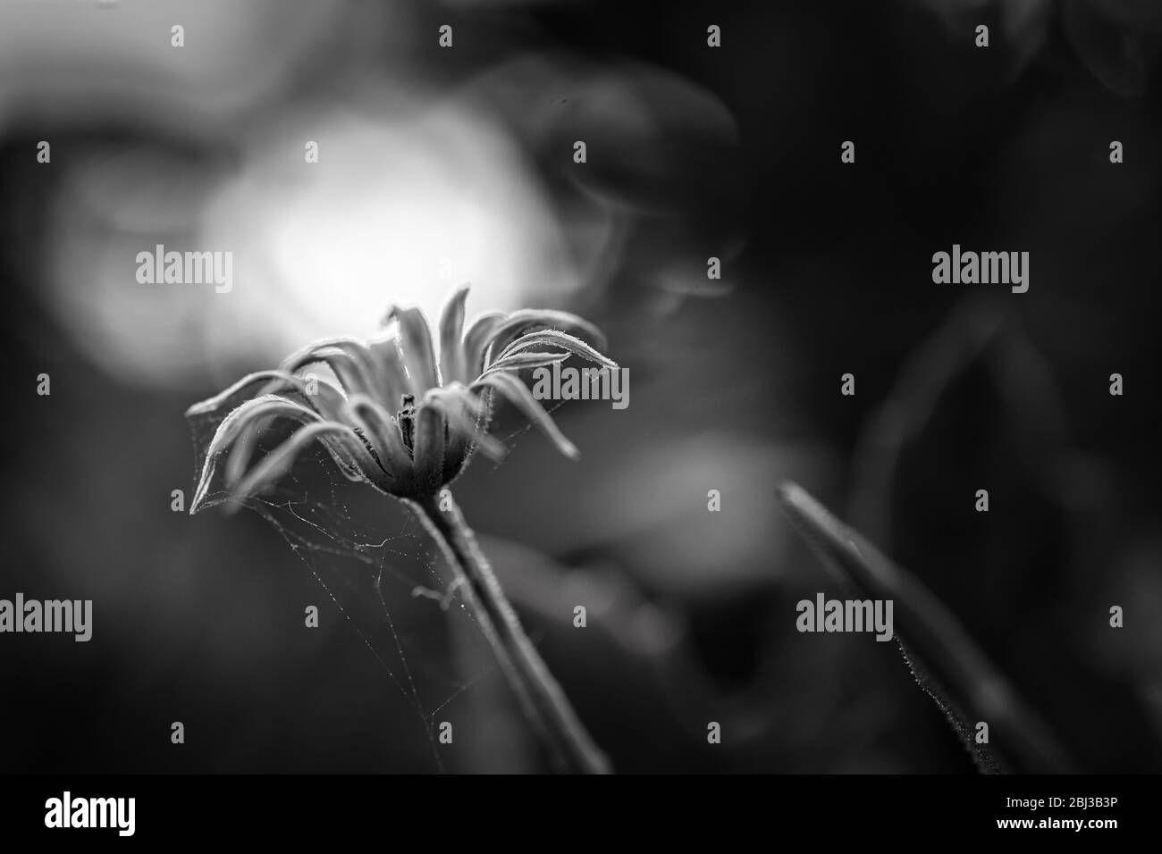 Fleur sèche noire et blanche, photo de gros plan d'automne de pissenlit séché Banque D'Images
