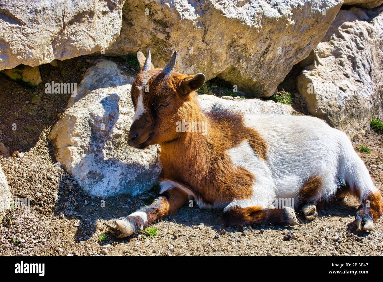 Mignonne Goat reposant sur fond de pierre, photo rapprochée d'une chèvre Banque D'Images