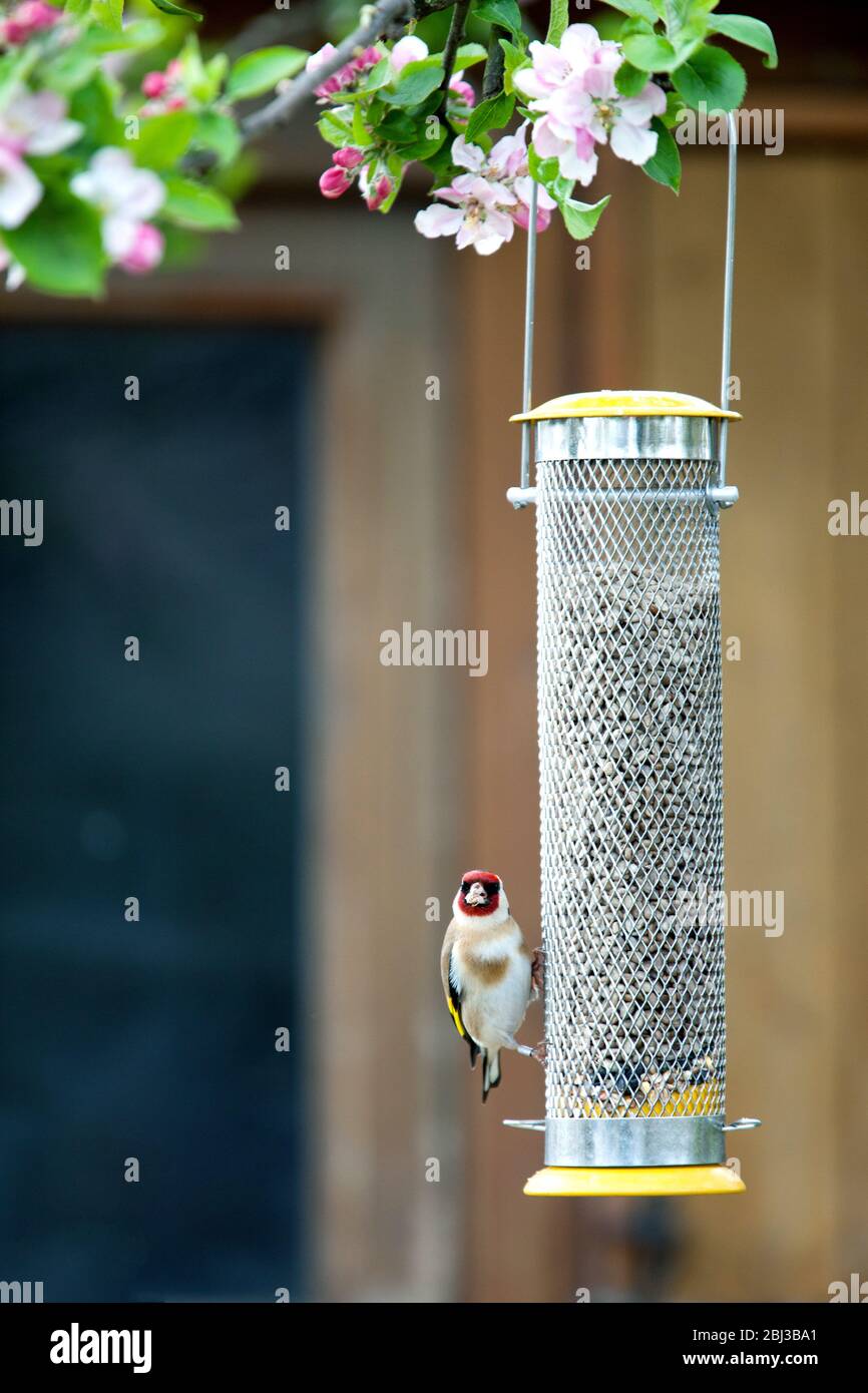 Une finch d'or, Carduelis carduelis, ou une finch d'or européen sur un jardinier rempli de coeurs de tournesol accrochés à un arbre de fleurs Banque D'Images