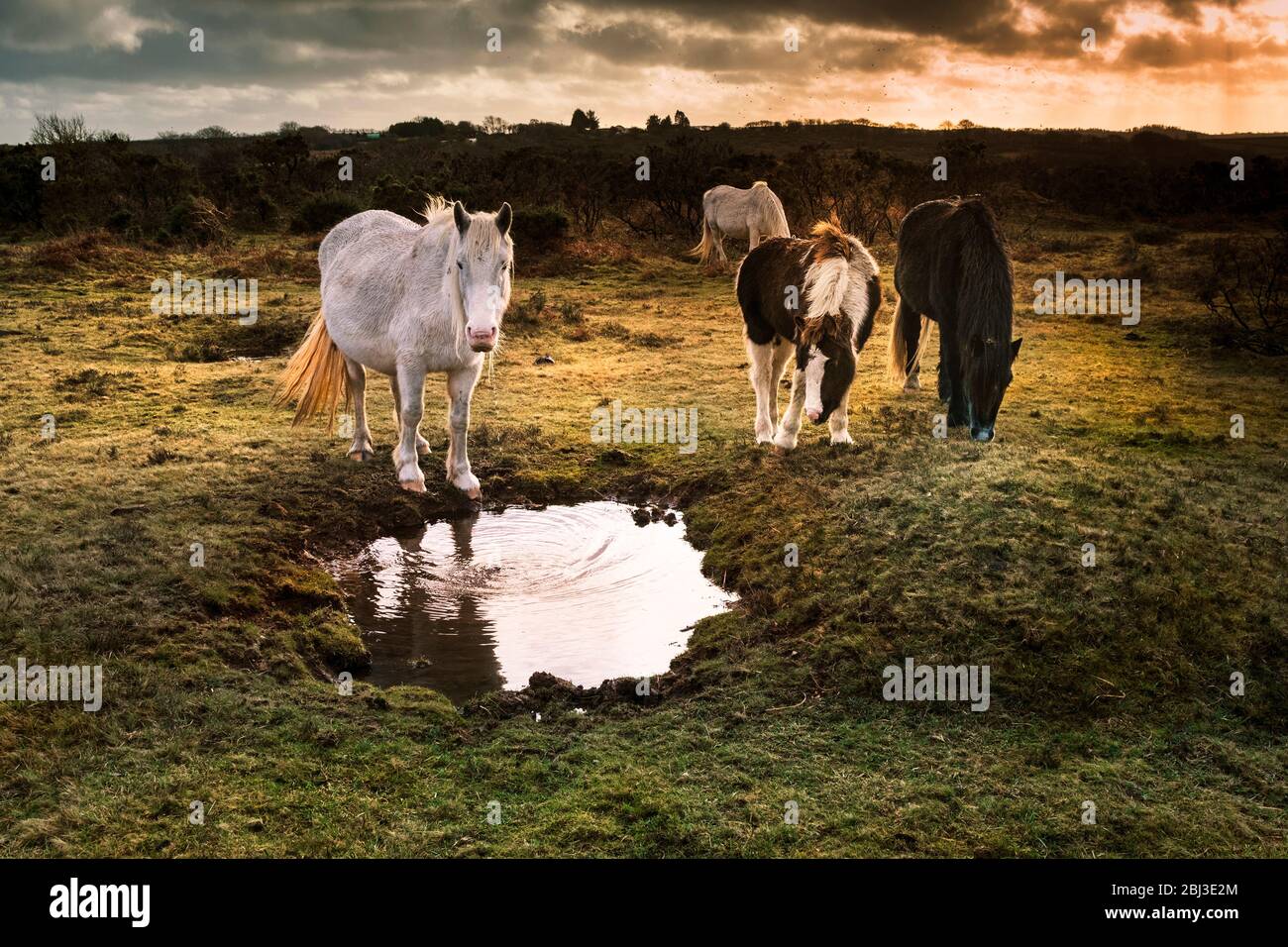 Poneys sur Goonzion Bodmin sauvages Downs sur Bodmin Moor en Cornouailles. Banque D'Images