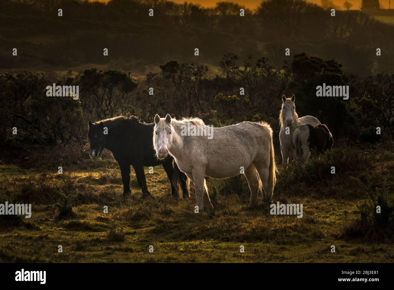 Poneys sur Goonzion Bodmin sauvages Downs sur Bodmin Moor en Cornouailles. Banque D'Images