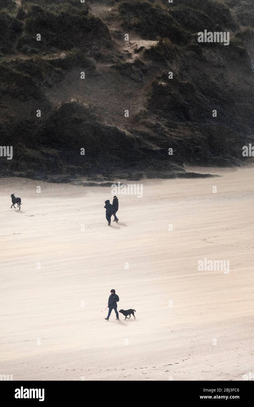 Marcheurs pour chiens sur une plage venteuse de Crantock à Newquay, dans Cornwall. Banque D'Images