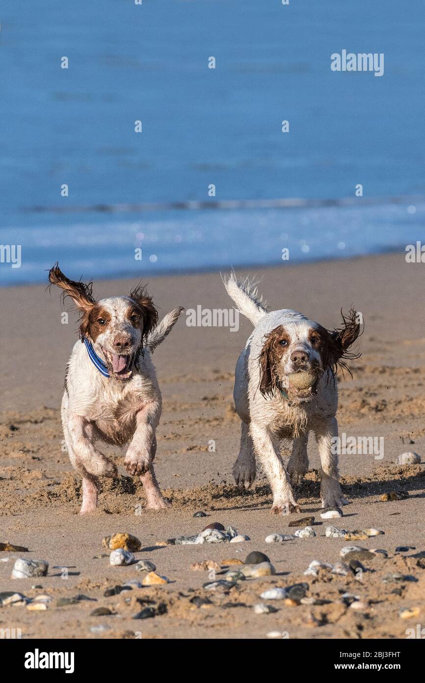 De jeunes Springer Spaniels énergiques qui s'ensuivent une balle sur la plage de Fistral à Newquay, en Cornwall. Banque D'Images