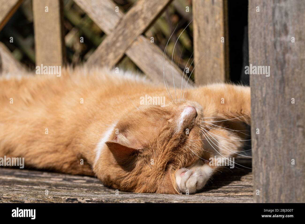 Gingembre tom Cat laver la paw avant et bronzer sur un banc en bois Banque D'Images