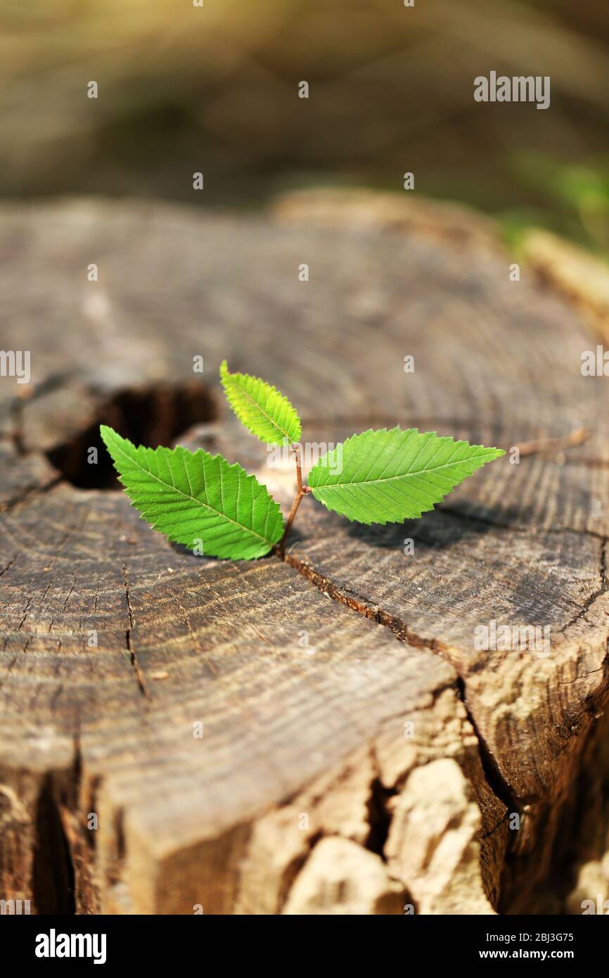 Belle plantules de croissance dans le tronc central comme concept de nouvelle vie Banque D'Images