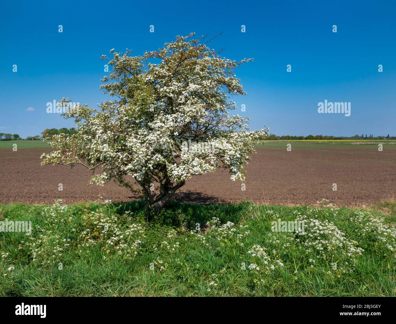 Une aubépine ou peut arbre ou Crataegus monogyna en fleur au printemps dans le paysage plat de fène de Cambridgeshire UK Banque D'Images