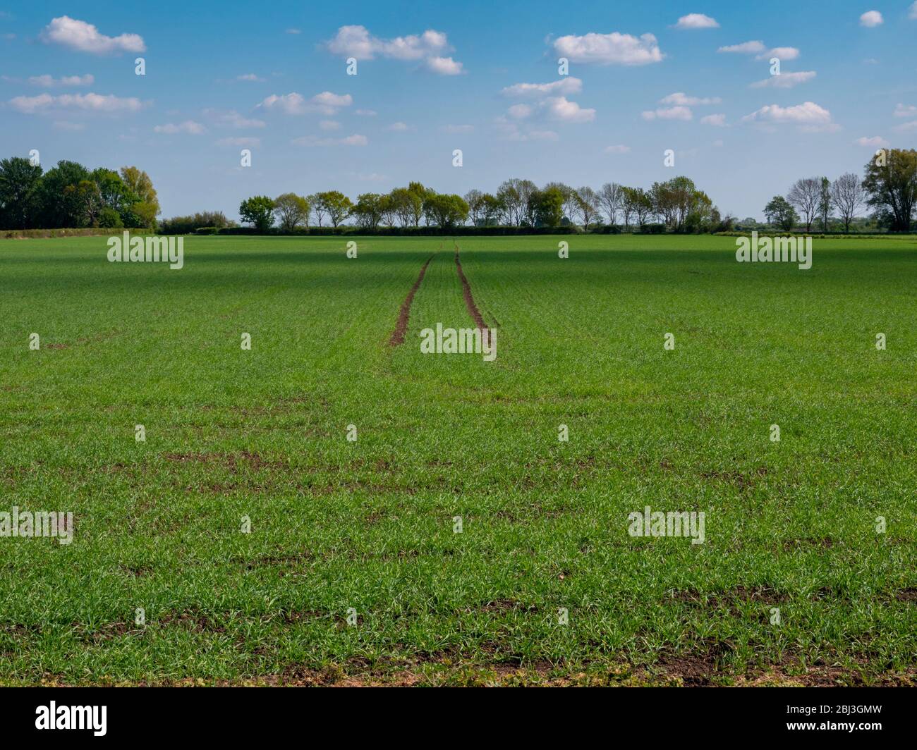 Un champ de blé en rarpe avec des lignes de tramway visibles dans un champ plat de fenland et un paysage agricole à Cambridgeshire UK Banque D'Images