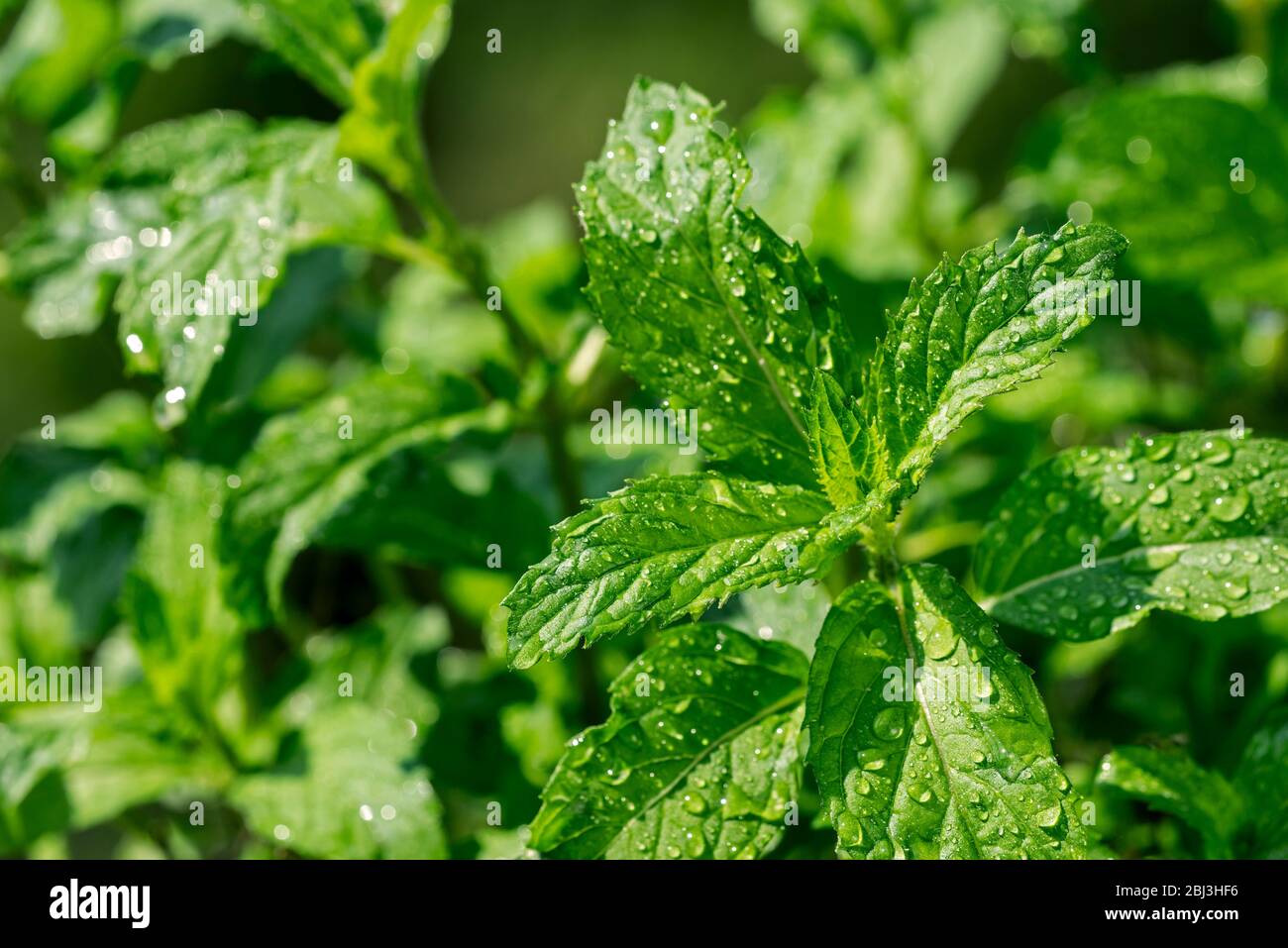 Gros plan de feuilles vertes humides de menthe poivrée (Mentha x piperita Swiss), croix entre menthe aquatique et menthe verte Banque D'Images