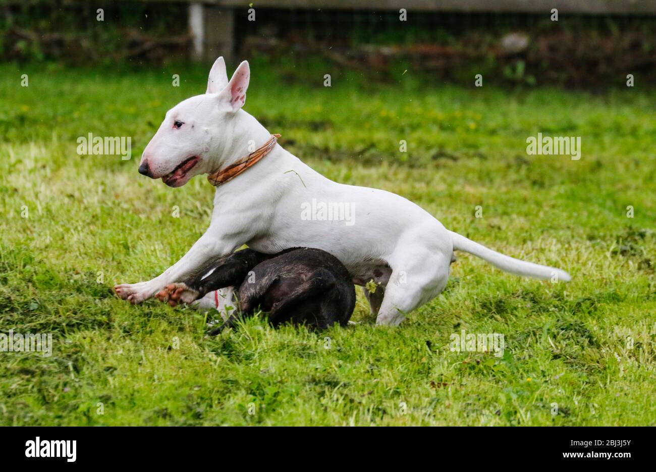 Deux mini-bull terriers qui se dépluent et jouent dans l'herbe par temps humide Banque D'Images