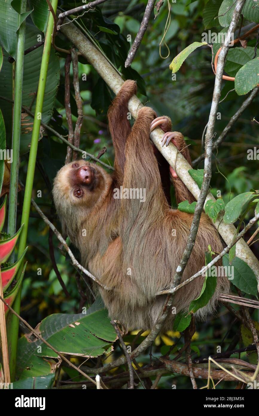 Deux-toed sloth avec son cub Banque D'Images