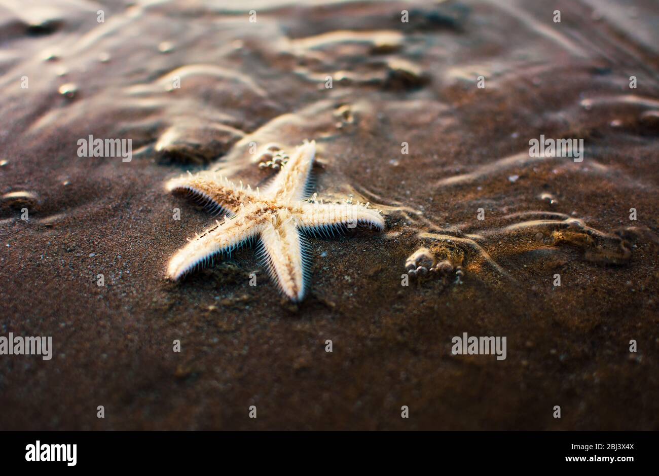 Etoile de mer sur la rive sablonneuse éclaboussé par les vagues lisses Banque D'Images