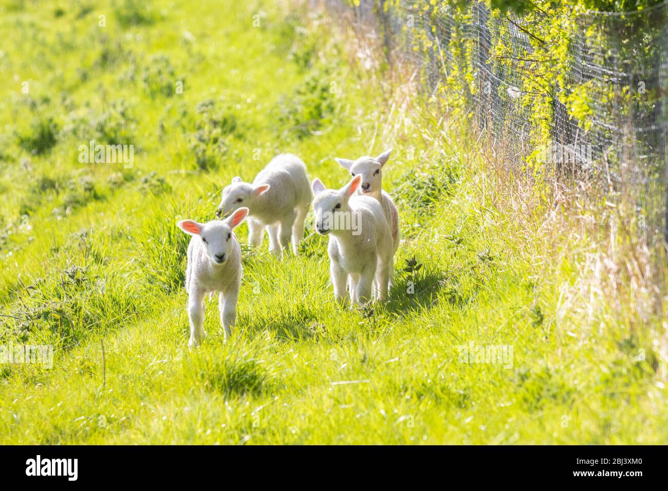 Un groupe de quatre jeunes Lambs au printemps Banque D'Images