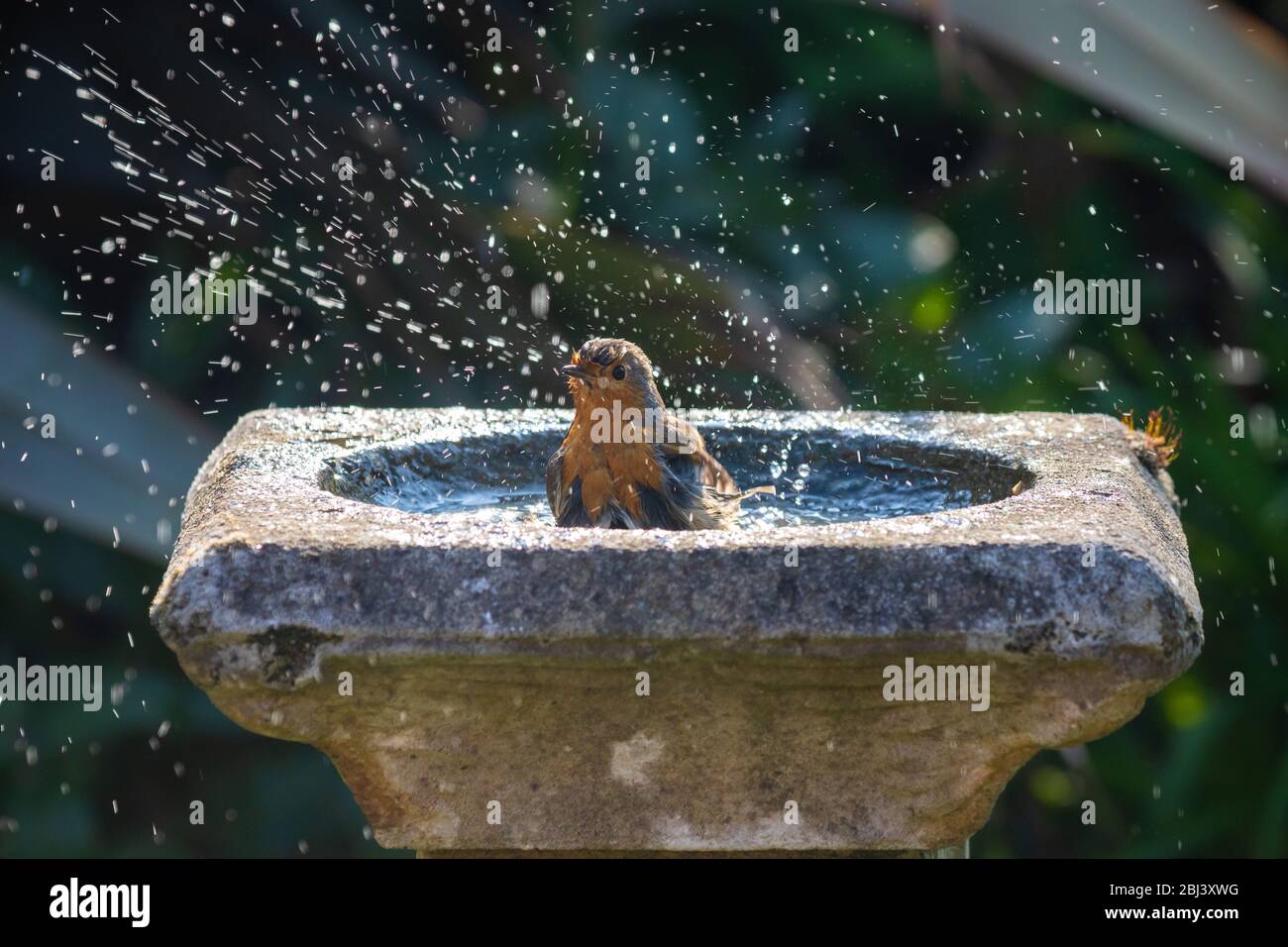 Un seul robin européen (erithacus rubecula) qui éclate dans un bain d'oiseaux, Fife, Écosse. Banque D'Images