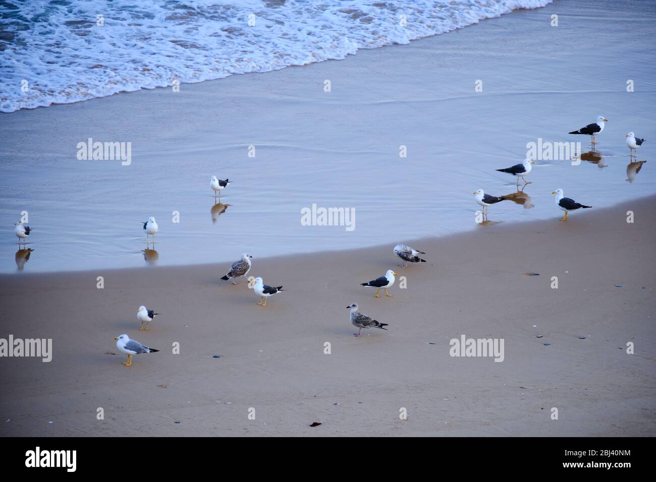 Les oiseaux se reposent pacifiquement entre les vagues de l'océan et la plage. Solo Backpacker Trekking sur la Rota Vicentina et la piste des pêcheurs en Algarve, Portugal. Banque D'Images