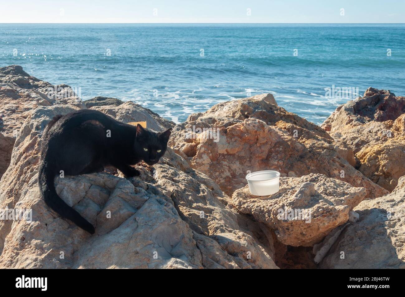 Chat noir sur les rochers de la côte méditerranéenne, avec un convoyeur d'une personne anonyme Banque D'Images