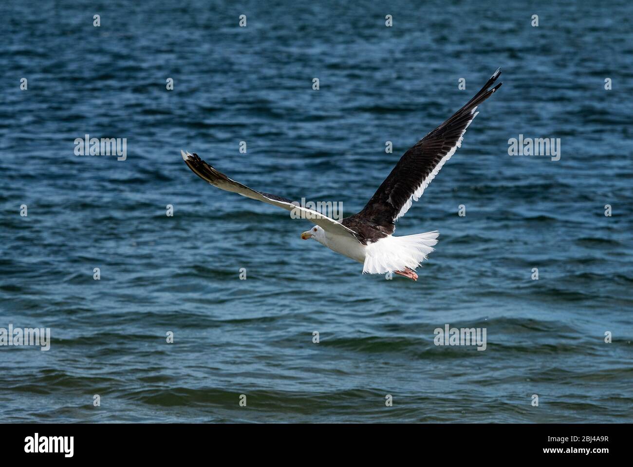 Seagull volant au-dessus de l'eau de l'océan à la recherche de nourriture à Cape Cod dans le Massachusetts. Banque D'Images