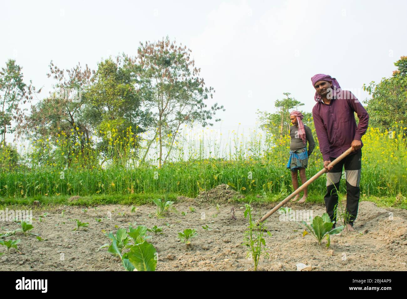 Agriculteur indien faisant du travail agricole, Inde Banque D'Images