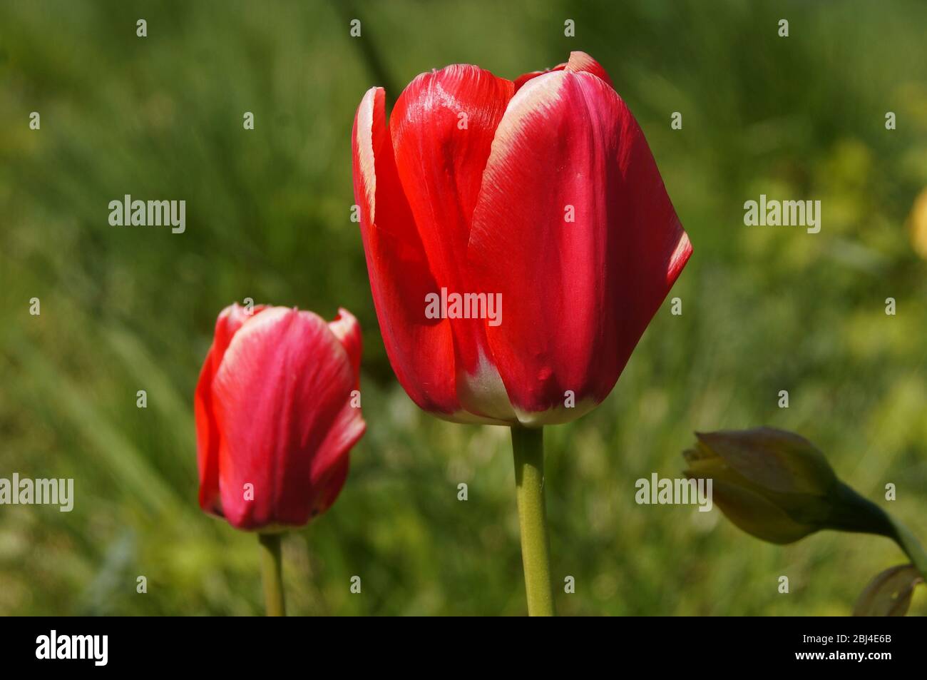 Gros plan de deux tulipes rouges Tulipa dans le jardin avec un arrière-plan de mise au point douce Banque D'Images