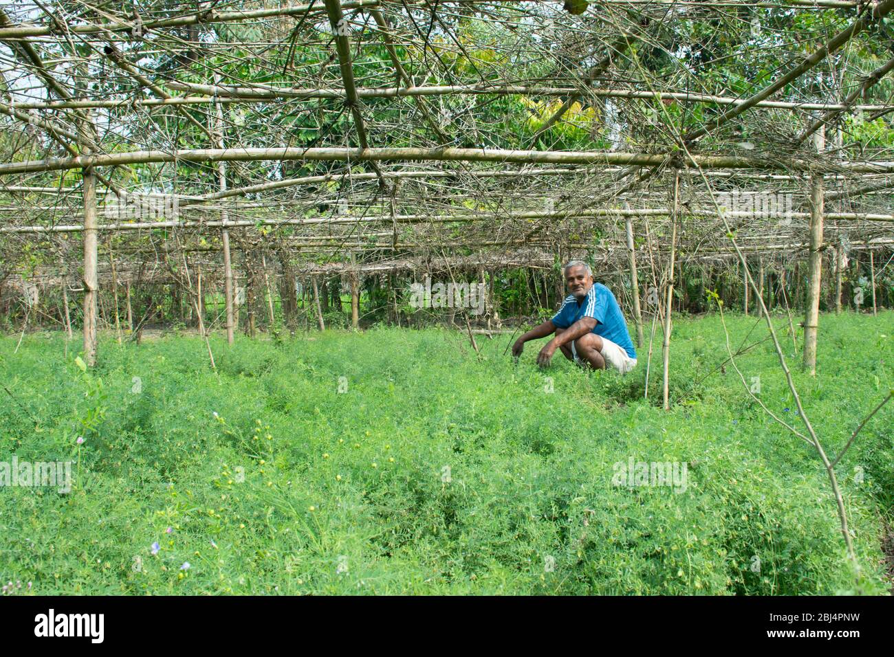 agriculteur indien travaillant sur le terrain Banque D'Images