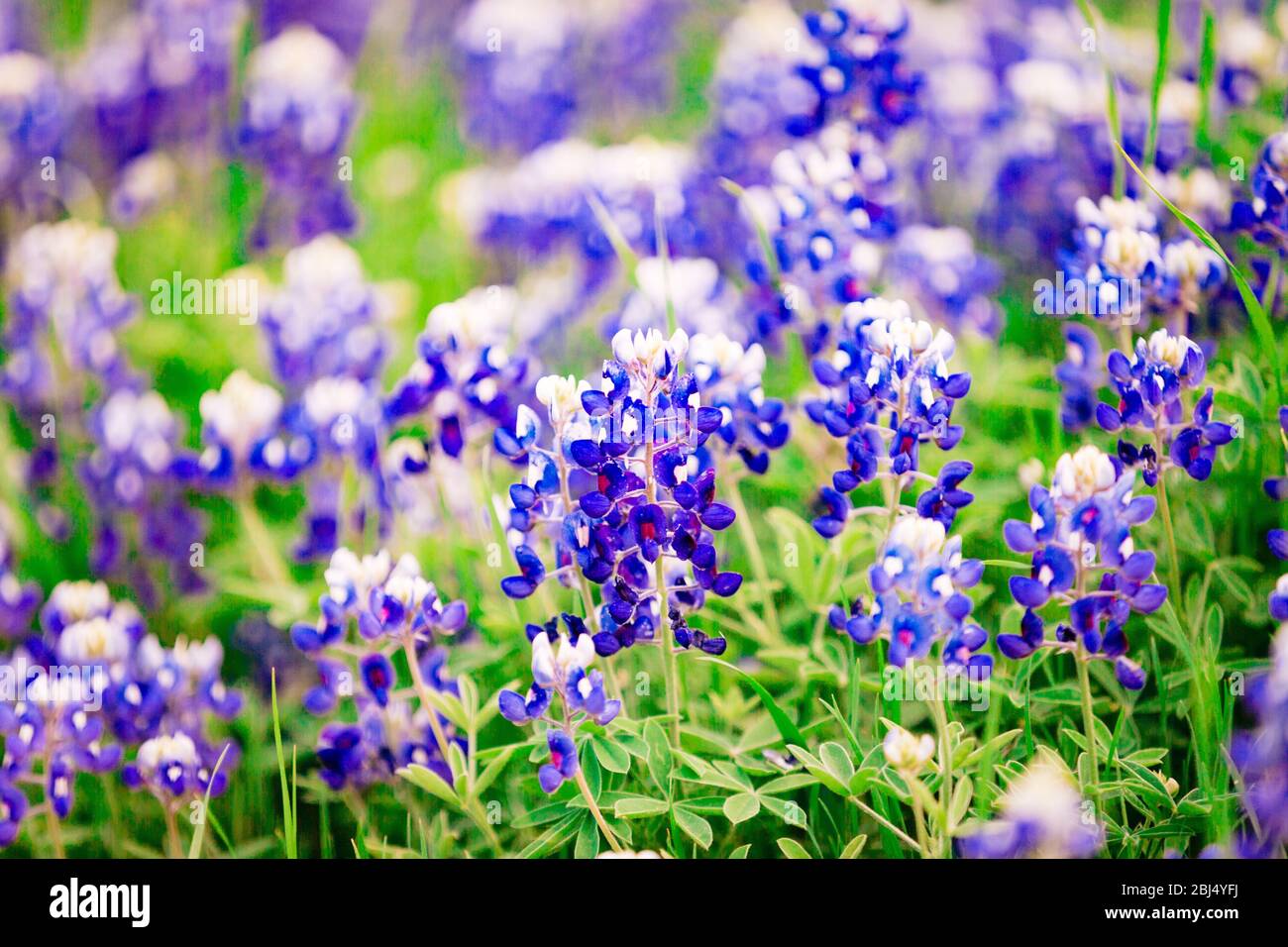 Un patch de bluebonnets sauvages à Denison, Texas. Banque D'Images