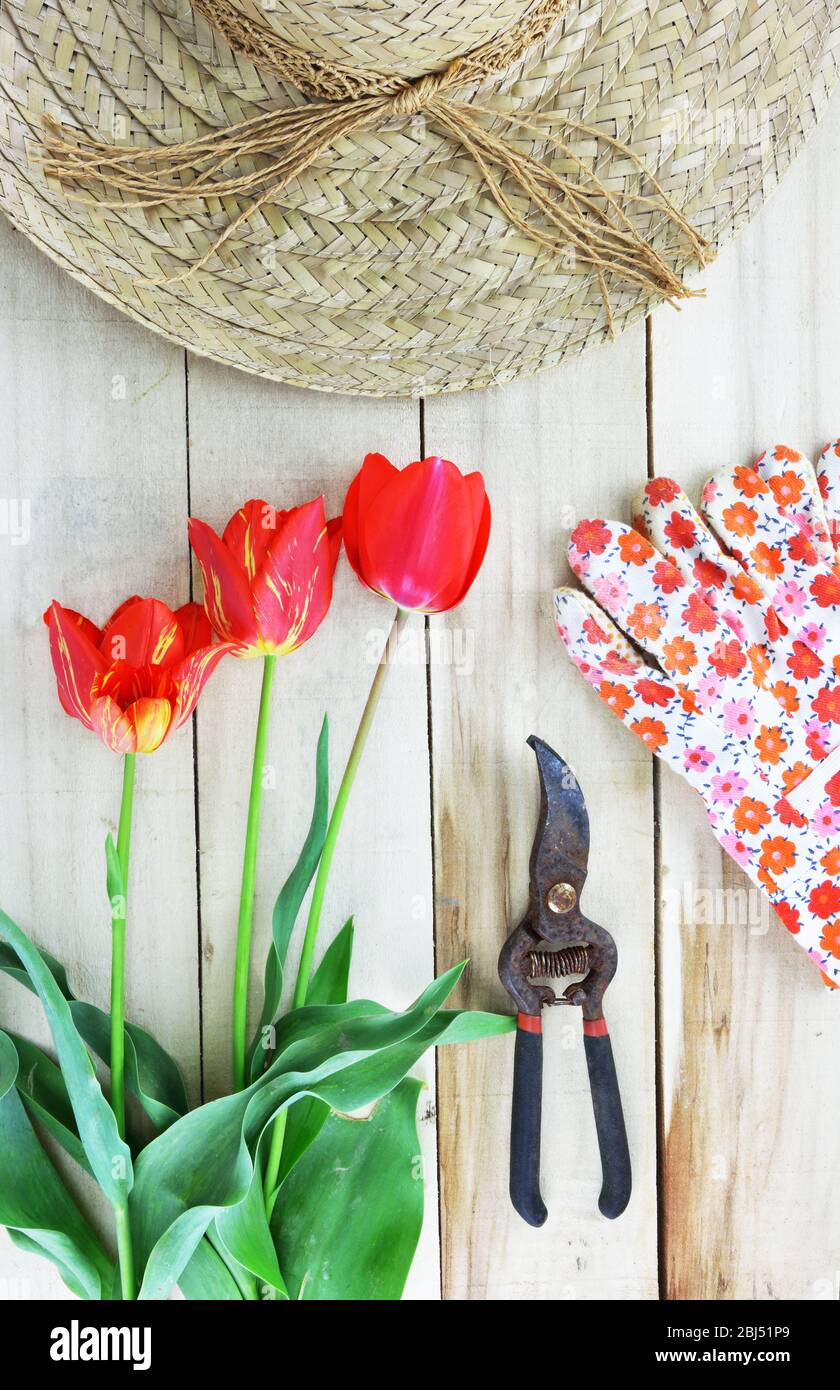 Tulipes, gants de jardin, chapeau de paille et ciseaux de jardin sur fond en bois Banque D'Images