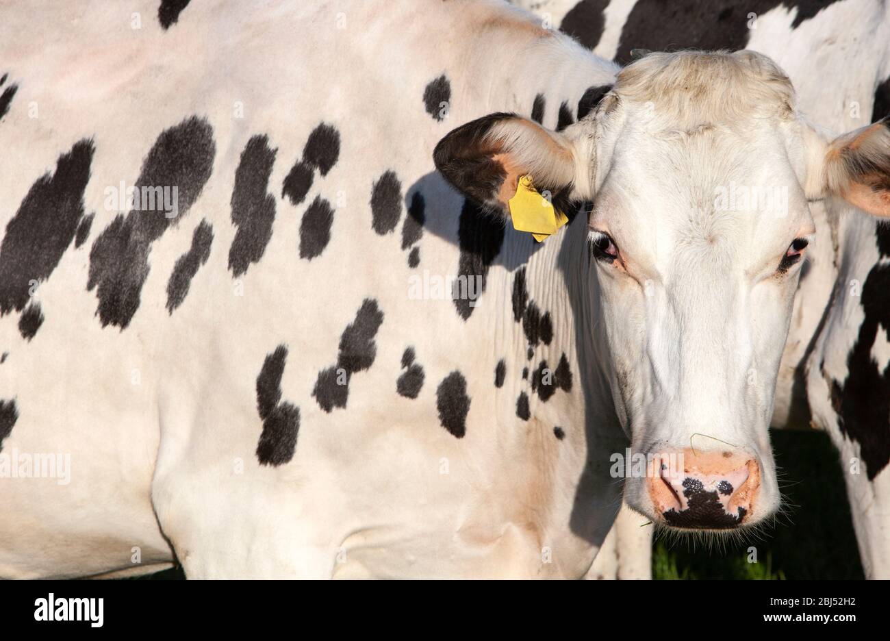 gros plan de vache blanche avec taches noires le matin au soleil Banque D'Images