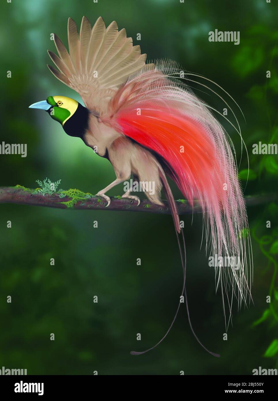 Raggiana Bird of Paradise Afficher en PapouasieNouvelleGuinée