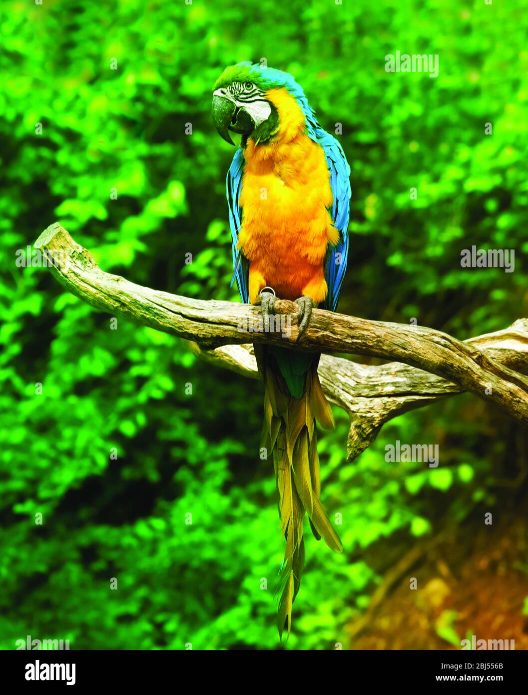 Photo de stock - aras de Scarlet, Ara Macao, oiseau assis sur la branche. Perroquets de macaw dans la forêt tropicale. Banque D'Images