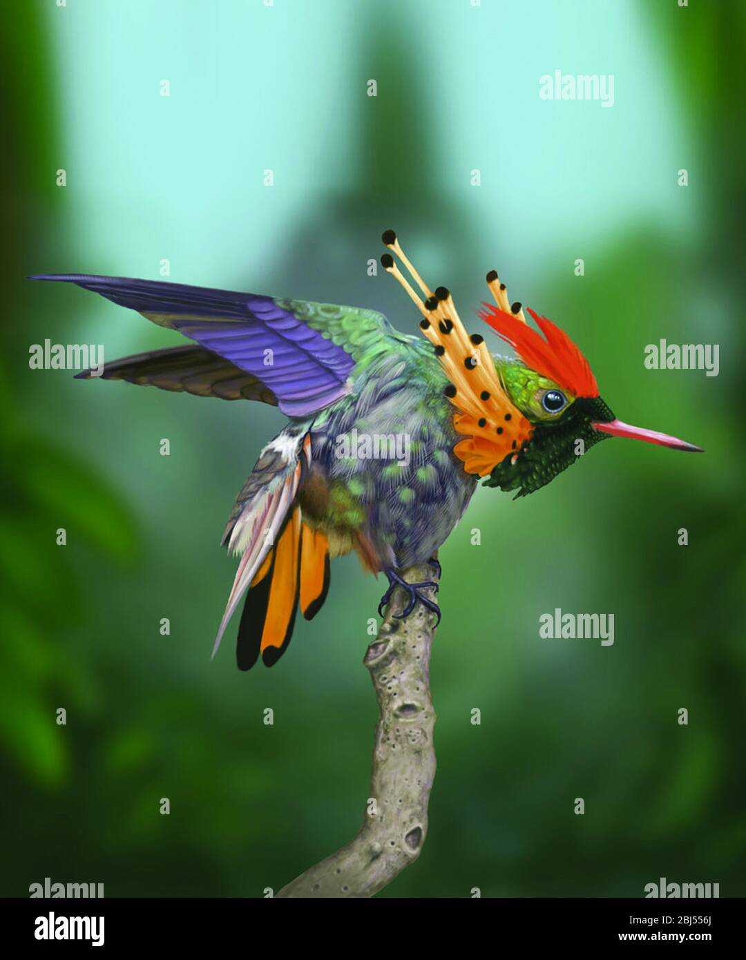 Coquette toufftée d'oiseau-mouches aux couleurs vives Lophornis ornatus, oiseau assis sur la branche dans la forêt du Brésil, décembre 2017. Banque D'Images