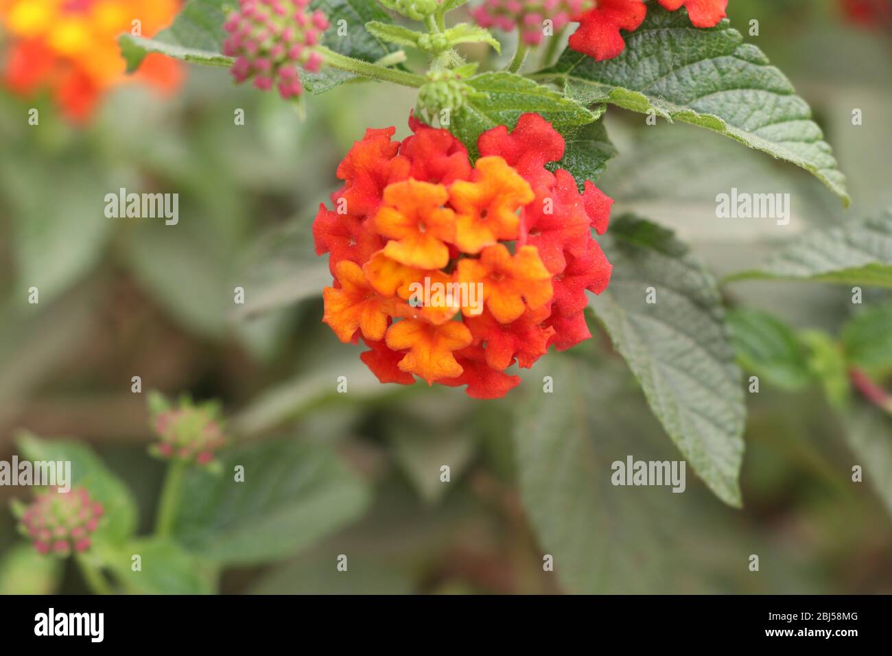 Drapeau Espagnol Ou West Indian Lantana Lantana Camara Fleurs Plantes Ornementales Rhenanie Du Nord Westphalie Photo Stock Alamy