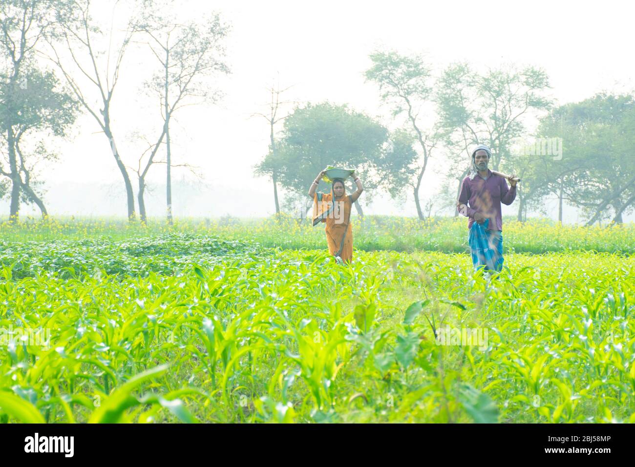 Couple d'agriculteurs indiens travaillant sur le terrain Banque D'Images