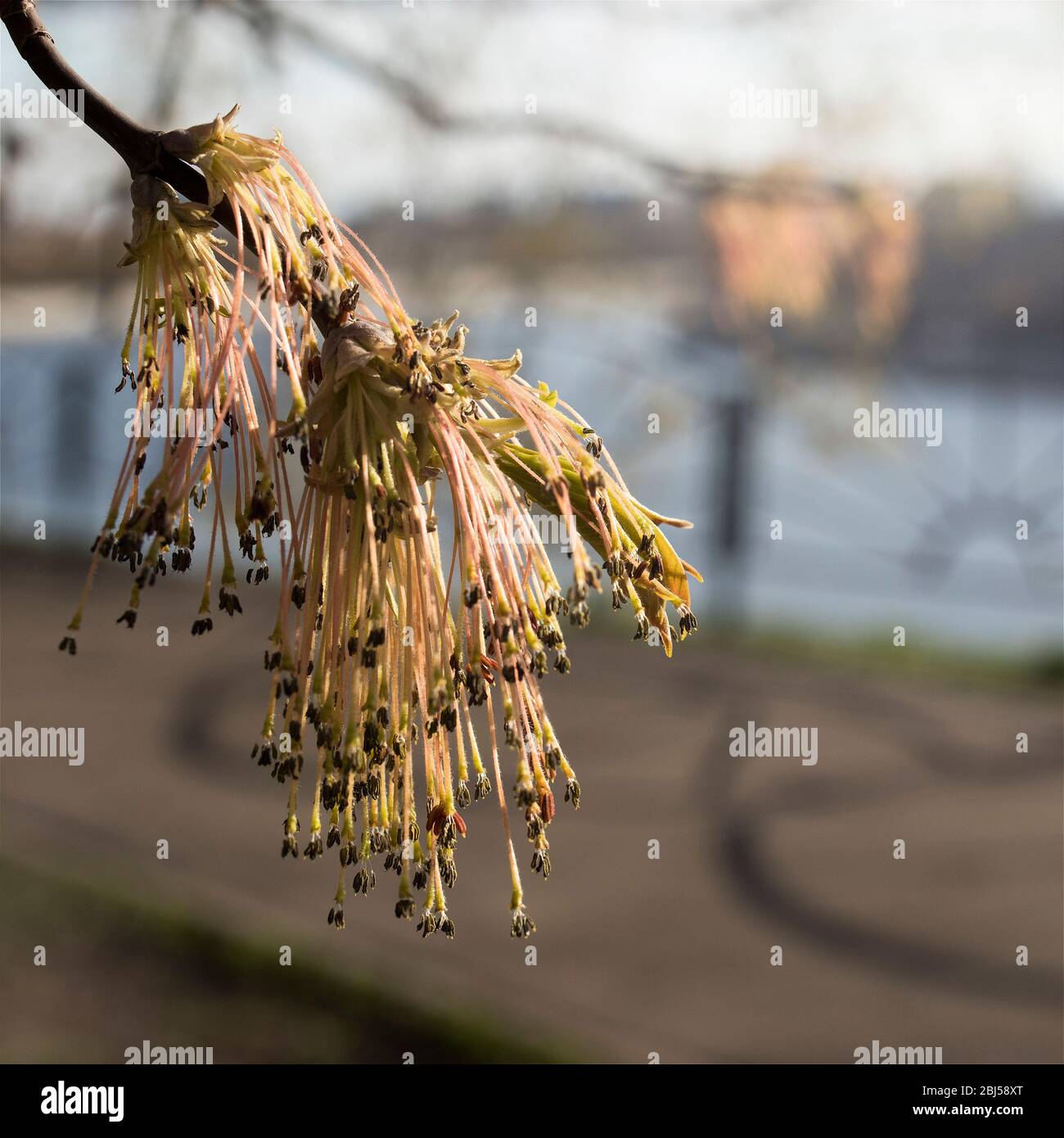 L'érable américain en pleine floraison dans le contexte d'une ville floue. Temps de printemps Banque D'Images