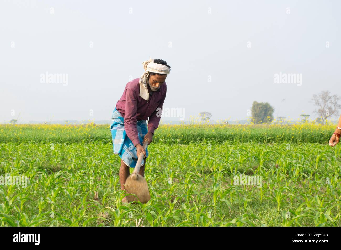 L'agriculteur indien travaille dans le domaine de l'agriculture Banque D'Images