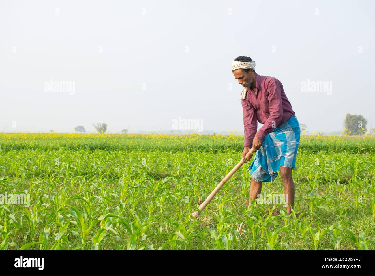 L'agriculteur indien travaille dans le domaine de l'agriculture Banque D'Images