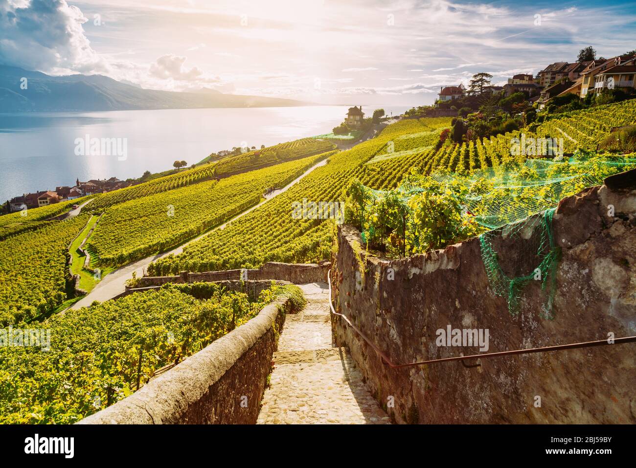 Lavaux, Suisse: Sentier de randonnée entre les terrasses du vignoble avec vue sur le lac Léman au coucher du soleil, Canton Vaud, Suisse Banque D'Images