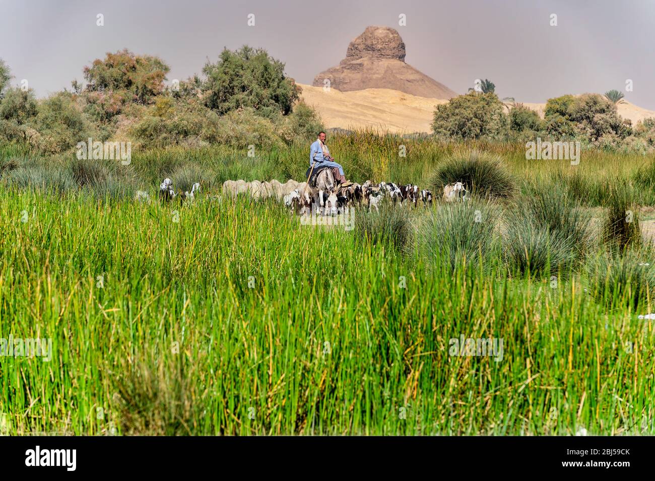 Le berger sur le dos âne tendant à son troupeau de chèvres et de moutons à Dahshur avec la Pyramide noire en arrière-plan Banque D'Images