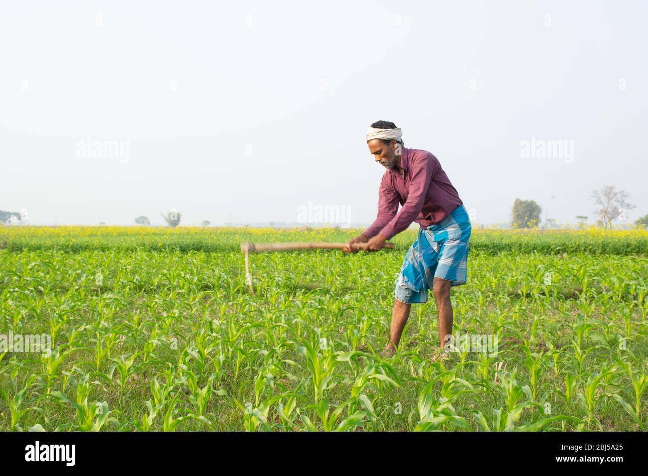 L'agriculteur indien travaille dans le domaine de l'agriculture Banque D'Images