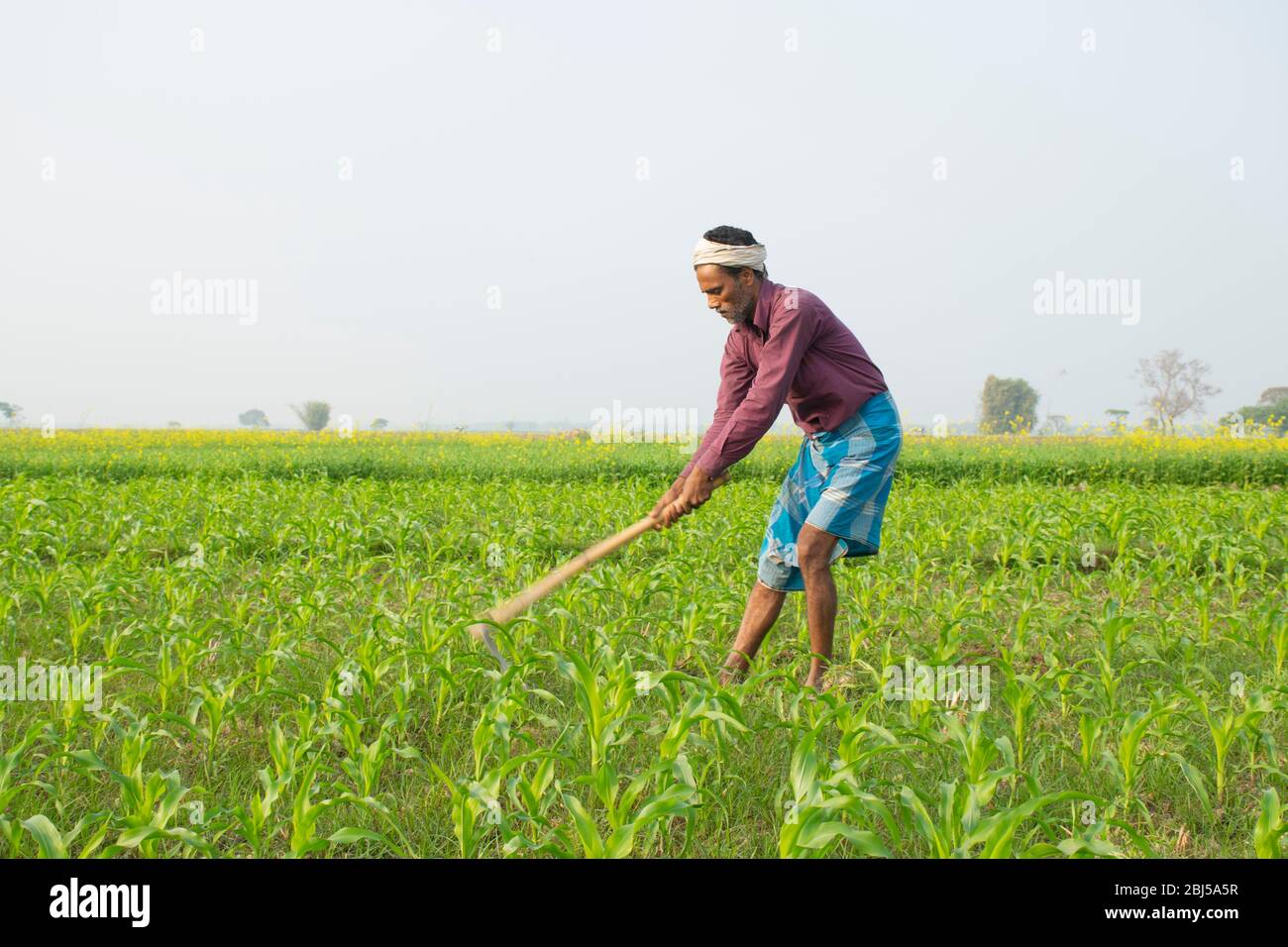 L'agriculteur indien travaille dans le domaine de l'agriculture Banque D'Images