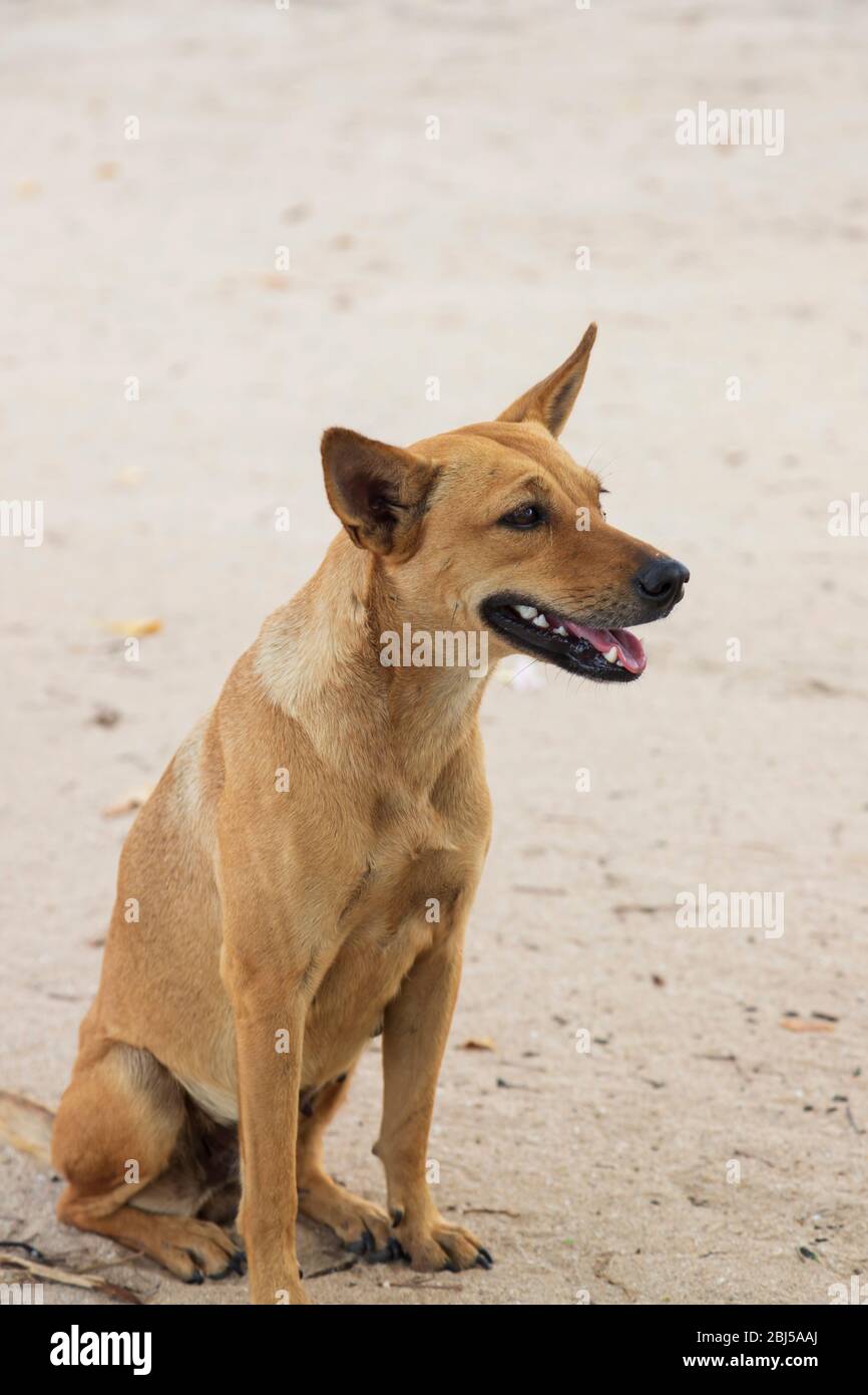 joli chien brun assis avec sa mâchoire ouverte et la langue sortie Banque D'Images