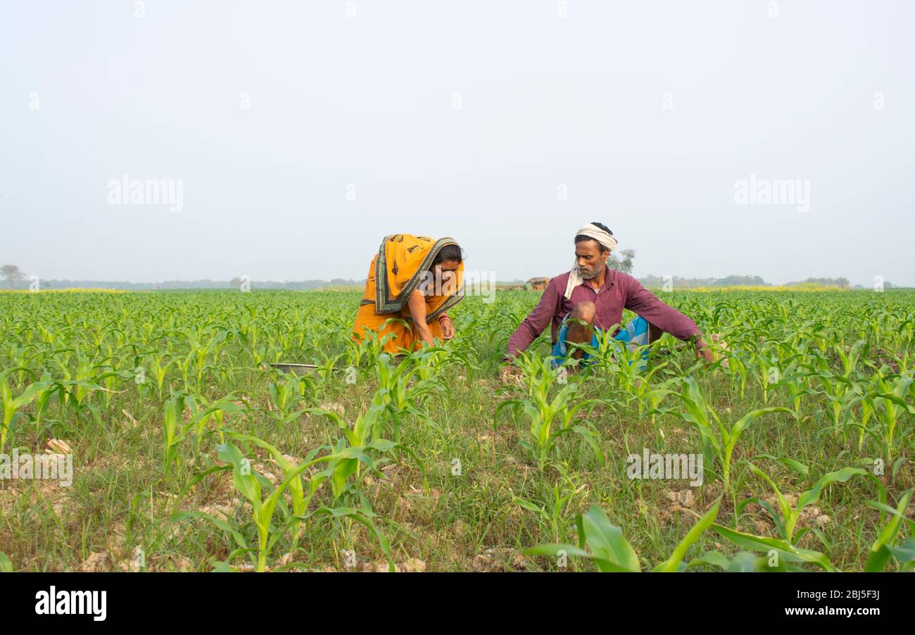 Couple d'agriculteurs indiens travaillant sur le terrain Banque D'Images