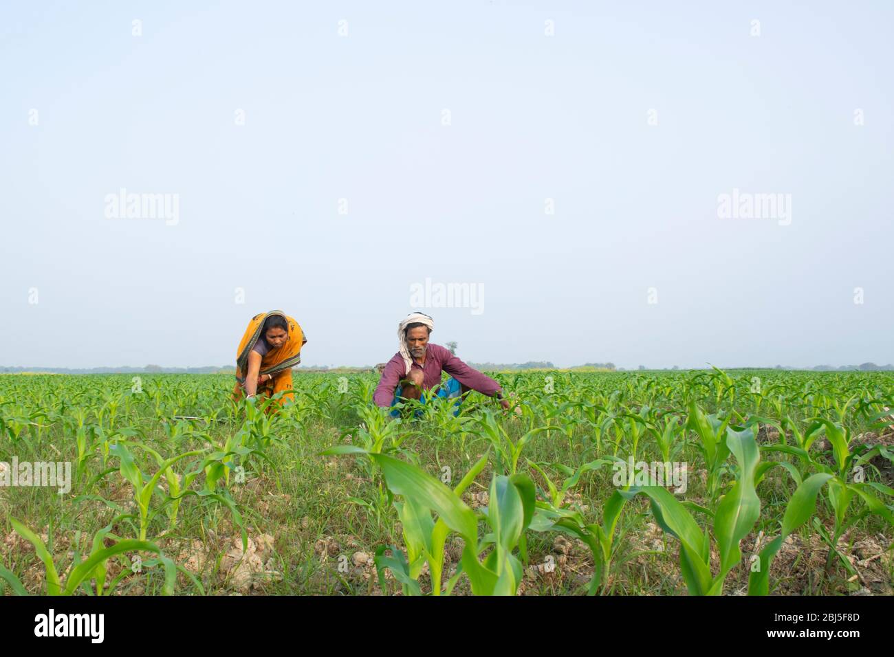 Couple d'agriculteurs indiens travaillant sur le terrain Banque D'Images