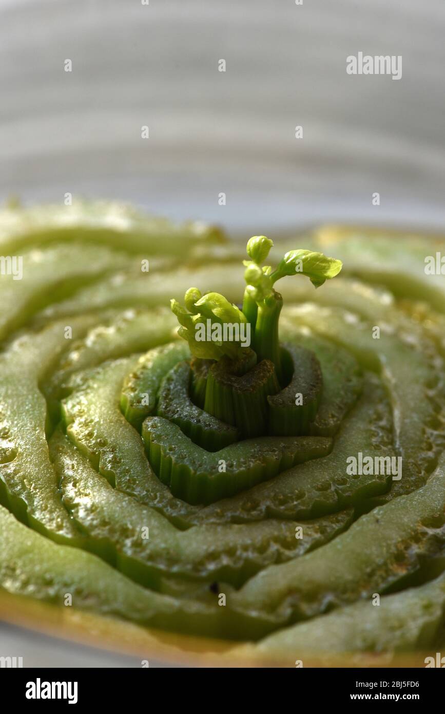 Image verticale d'un nouveau germe vert feuilles qui sort du centre des branches coupées à la base d'une plante de céleri. C'est une façon de développer une nouvelle ce Banque D'Images