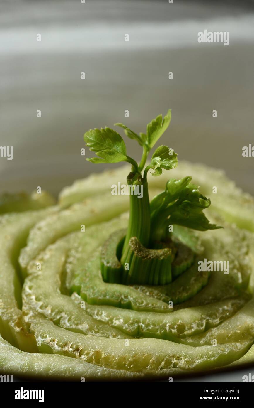 Image verticale d'un nouveau germe vert feuilles qui sort du centre des branches coupées à la base d'une plante de céleri. C'est une façon de développer une nouvelle ce Banque D'Images