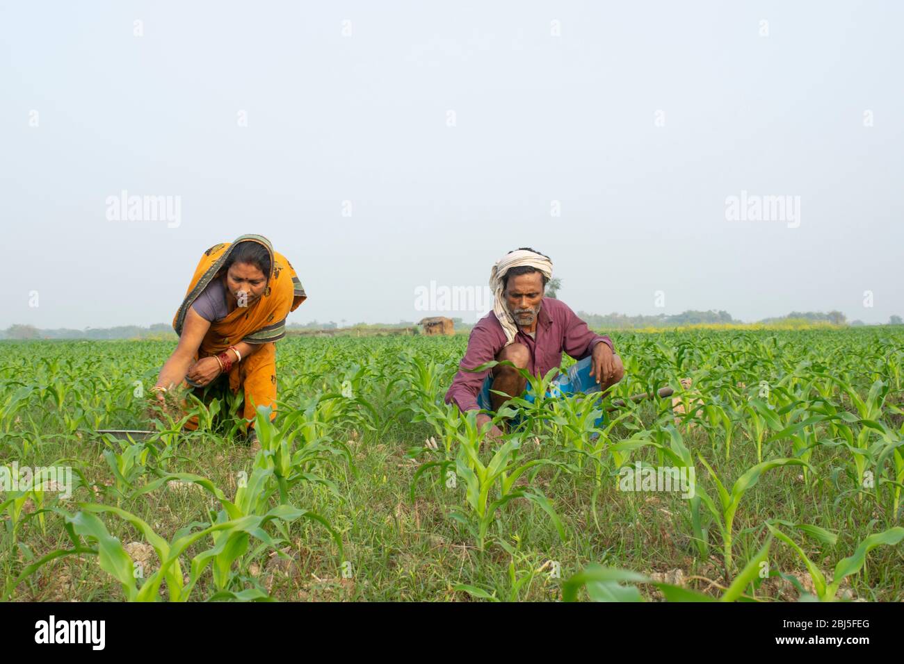 Couple d'agriculteurs indiens travaillant sur le terrain Banque D'Images