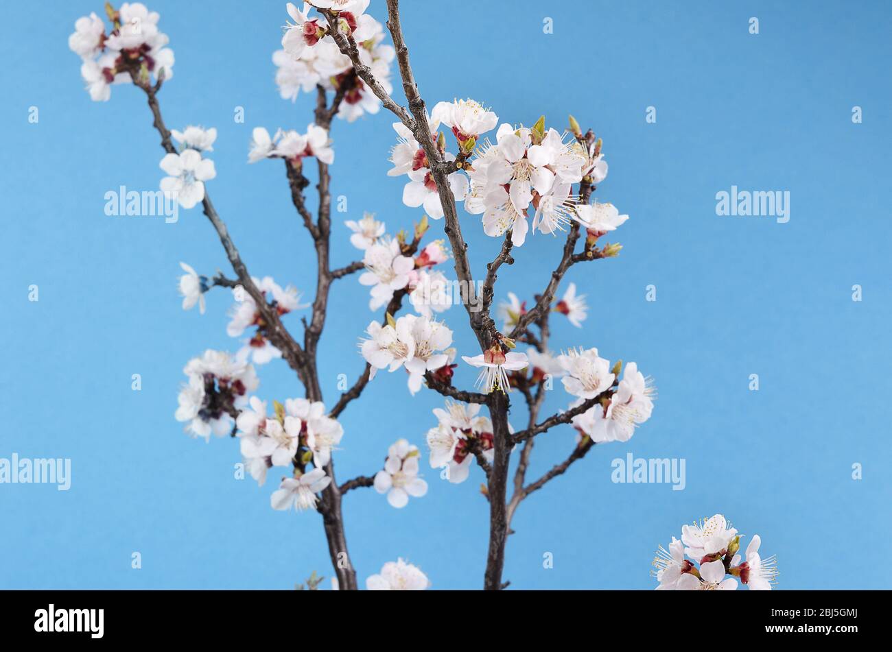 branche d'un abricot fleuri contre le ciel bleu Banque D'Images