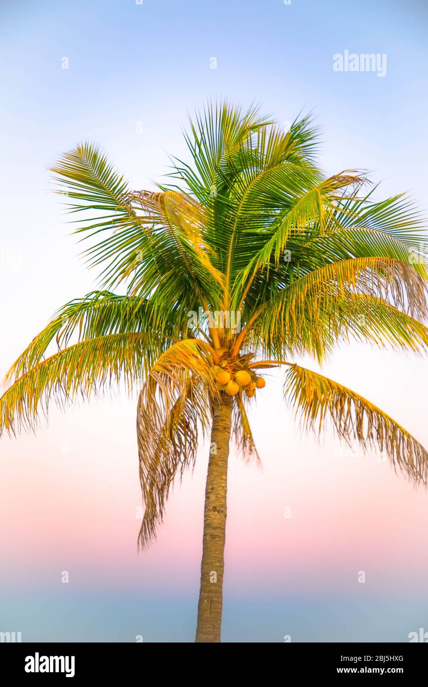 Palmier avec noix de coco en Floride pendant un coucher de soleil pastel Banque D'Images